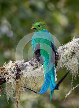 Resplendent Quetzal in Costa Rica