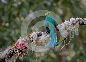 Resplendent Quetzal in Costa Rica