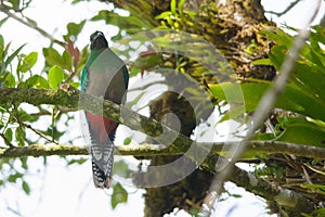 Resplendent quetzal female in Monteverde