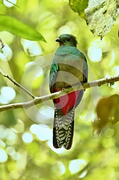 Resplendent Quetzal, female photo