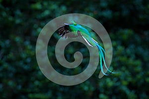Resplendent Quetzal flying , Pharomachrus mocinno, Savegre in Costa Rica, with green forest background. Magnificent sacred green a photo