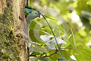 Resplendent Quetzal in the nest
