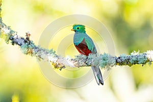 Resplendent Quetzal perched on an avacado tree