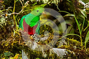 Resplendent Quetzal photo