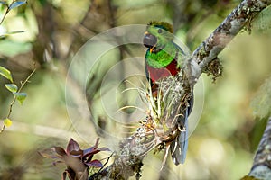 Resplendent Quetzal perched in tree