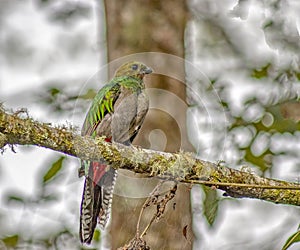 Resplendent quetzal perched in tree