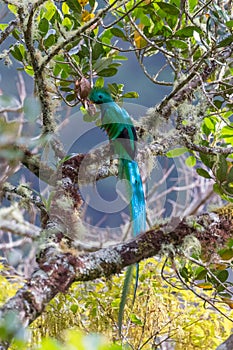 Resplendent Quetzal perched in a tree, San Gerardo de Dota, Costa Rica.