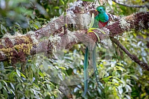 Resplendent Quetzal perched in a tree, San Gerardo de Dota, Costa Rica.