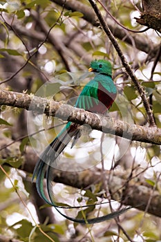 Resplendent quetzal perching on a branch in San Gerardo de Dota, Costa Rica