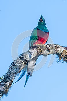 Resplendent Quetzal, Pharomachrus mocinno,