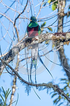 Resplendent Quetzal, Pharomachrus mocinno,