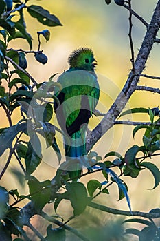 Resplendent Quetzal, Pharomachrus mocinno,