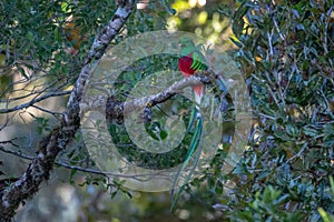 Resplendent Quetzal, Pharomachrus mocinno,