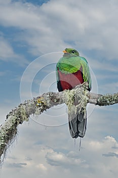 Resplendent Quetzal, Pharomachrus mocinno