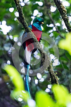 Resplendent quetzal - Pharomachrus mocinno