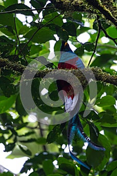 Resplendent quetzal - Pharomachrus mocinno