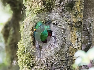 Resplendent Quetzal Pharomachrus mocinno