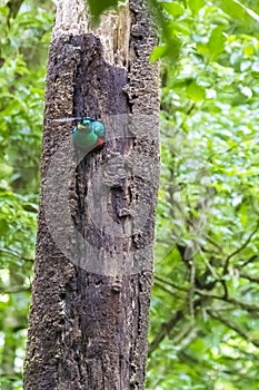 Resplendent quetzal - Pharomachrus mocinno