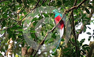 Resplendent quetzal Pharomachrus mocinno adult male