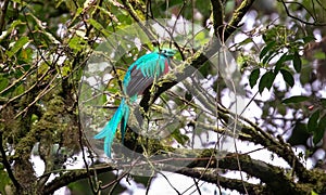 Resplendent quetzal Pharomachrus mocinno adult male