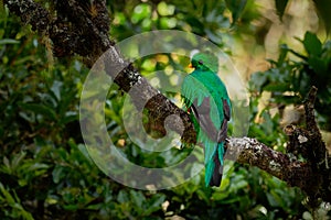 Resplendent Quetzal - Pharomachrus mocinno bird in the trogon family  found from Chiapas  Mexico to Panama  known for its colorful