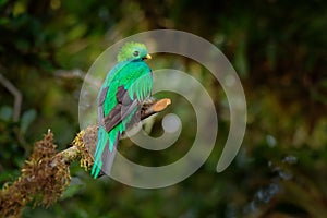 Resplendent Quetzal - Pharomachrus mocinno bird in the trogon family  found from Chiapas  Mexico to Panama  known for its colorful