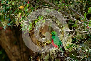 Resplendent Quetzal - Pharomachrus mocinno bird in the trogon family  found from Chiapas  Mexico to Panama  known for its colorful