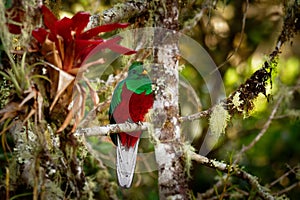 Resplendent Quetzal - Pharomachrus mocinno bird in the trogon family, found from Chiapas, Mexico to western Panama, well known for