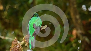 Resplendent Quetzal - Pharomachrus mocinno bird in the trogon family, found from Chiapas, Mexico to western Panama, well known for