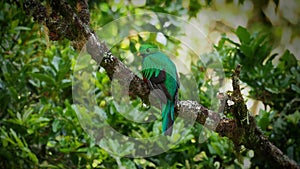 Resplendent Quetzal - Pharomachrus mocinno bird in the trogon family, found from Chiapas, Mexico to western Panama, well known for