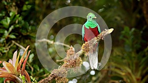 Resplendent Quetzal - Pharomachrus mocinno bird in the trogon family, well known for colorful plumage, long tail and eating wild a