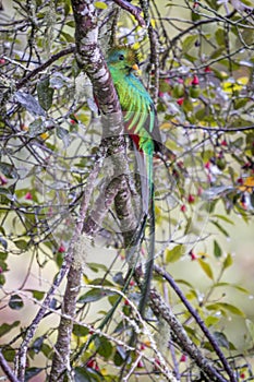 Resplendent quetzal, pharomachrus mocinno. Birds of Costa Rica. San Gerardo de Dota. photo