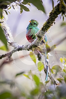 Resplendent quetzal, pharomachrus mocinno. Birds of Costa Rica. San Gerardo de Dota. photo