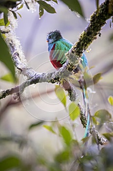 Resplendent quetzal, pharomachrus mocinno. Birds of Costa Rica. San Gerardo de Dota. photo