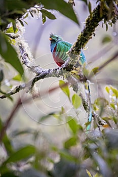 Resplendent quetzal, pharomachrus mocinno. Birds of Costa Rica. San Gerardo de Dota.