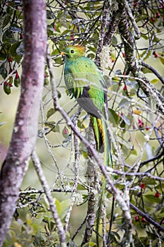 Resplendent quetzal, pharomachrus mocinno. Birds of Costa Rica. San Gerardo de Dota. photo