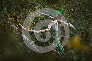 Resplendent Quetzal, Pharomachrus mocinno, from Chiapas, Mexico with blurred green forest in background. Magnificent sacred green
