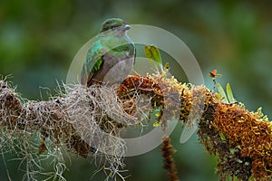 Resplendent Quetzal, Pharomachrus mocinno, from Chiapas, Mexico with blurred green forest in background. Magnificent sacred green