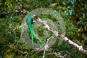 Resplendent Quetzal, Pharomachrus mocinno. Green bird from Costa Rica. Bird with long tail.