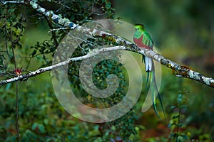 Resplendent Quetzal, Pharomachrus mocinno. Green bird from Costa Rica. Bird with long tail.