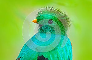 Resplendent Quetzal, Pharomachrus mocinno, from Guatemala with blurred green forest foreground and background. Magnificent sacred photo