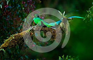 Resplendent Quetzal, Pharomachrus mocinno, magnificent sacred green bird from Savegre in Panama. Rare magic animal in mountain tro