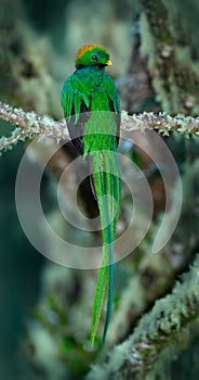 Resplendent Quetzal, Pharomachrus mocinno, magnificent sacred green bird with very long tail from Savegre in Costa Rica photo