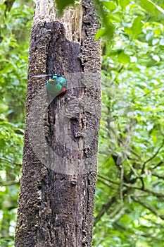 Resplendent quetzal - Pharomachrus mocinno photo