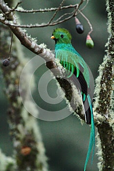 Resplendent Quetzal, Pharomachrus mocinno, Mexico, sitting on branch wwith moss, green forest in background