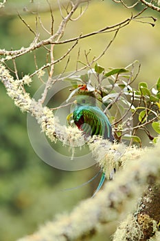 Resplendent Quetzal, Pharomachrus mocinno, Mexico, sitting on branch wwith moss, green forest in background