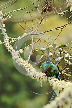 Resplendent Quetzal, Pharomachrus mocinno, Mexico, sitting on branch wwith moss, green forest in background