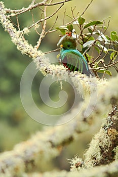 Resplendent Quetzal, Pharomachrus mocinno, Mexico, sitting on branch wwith moss, green forest in background