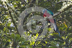 Resplendent Quetzal, Pharomachrus mocinno, perched