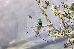 Resplendent quetzal (Pharomachrus mocinno), San Gerardo de Dota, Wildlife and birdwatching in Costa Rica